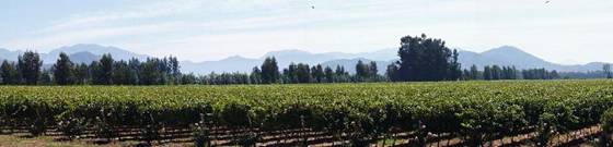 The vinyards around Rengo (100 miles south of Santiago)