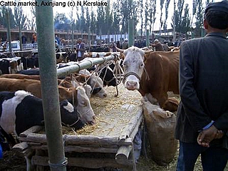 Cattle Market near Axinjang