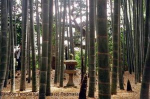 Bamboo temple