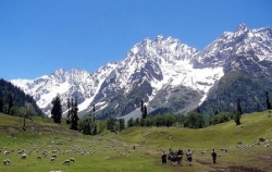 Picture by Gautam Chatterjea : Kashmir meadows