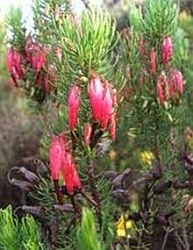 Picture courtesy of PlantzAfrica.com : Erica plukenetii