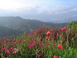 Picture by BambÃƒÆ’Ã‚º resort : nearby garden