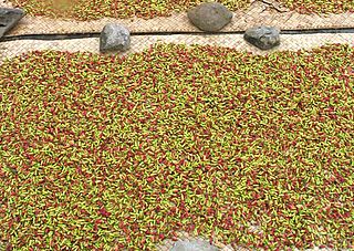 cloves drying on road, Ambon