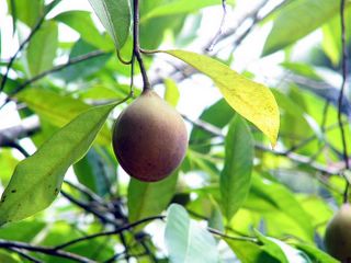 nutmeg growing, Ambon