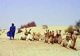 Camel ride to Timbuktu