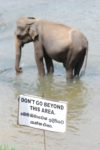 john-gimlette-elephant-warning