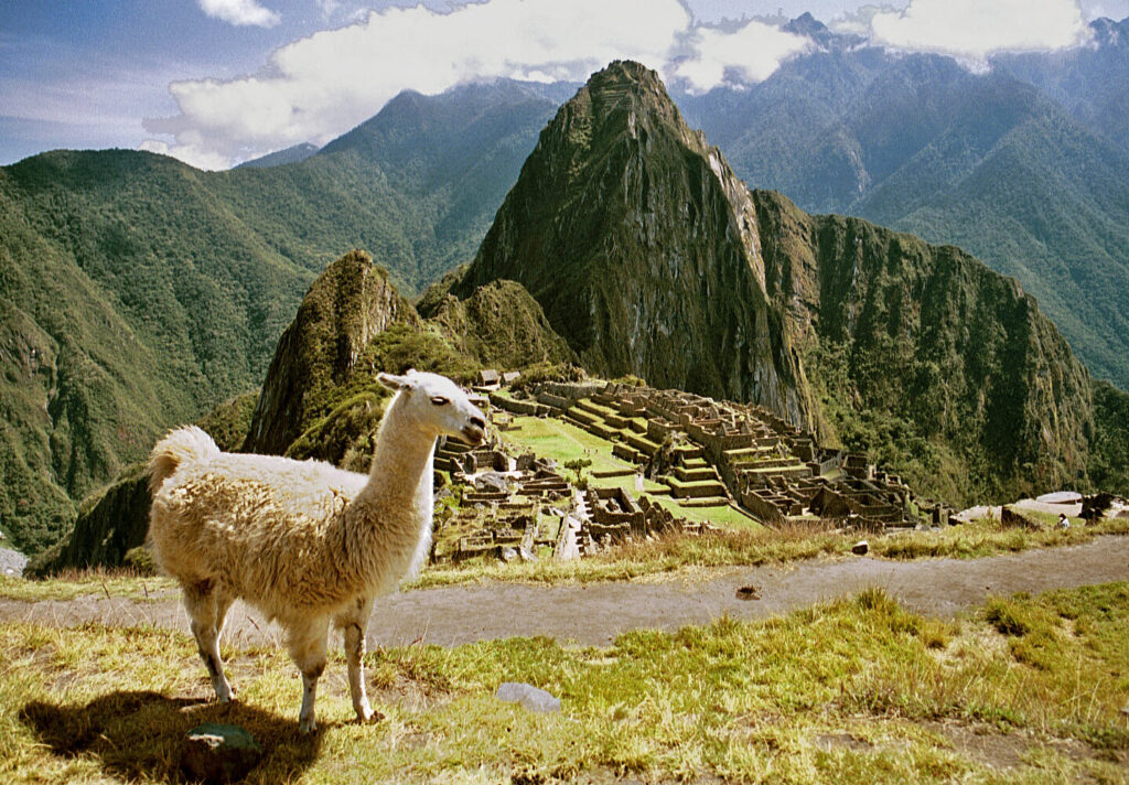 Llama at Machu Picchu, Peru