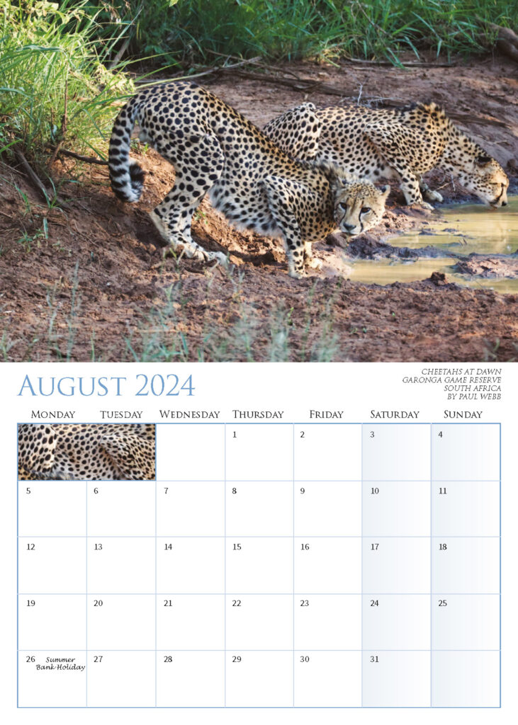 Calendar 2024 August – Cheetahs at Dawn Garonga Game Reserve South Africa by Paul Webb