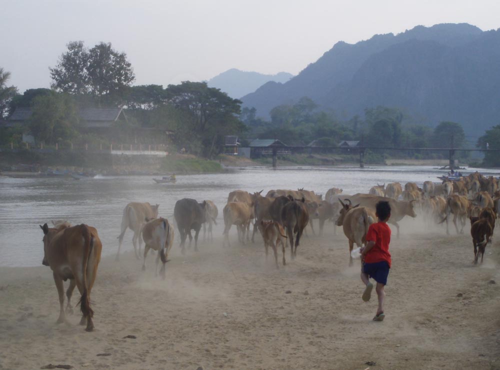 October 2024 – Cattle Herding Van Vieng Laos by Jay Ginn.jpeg