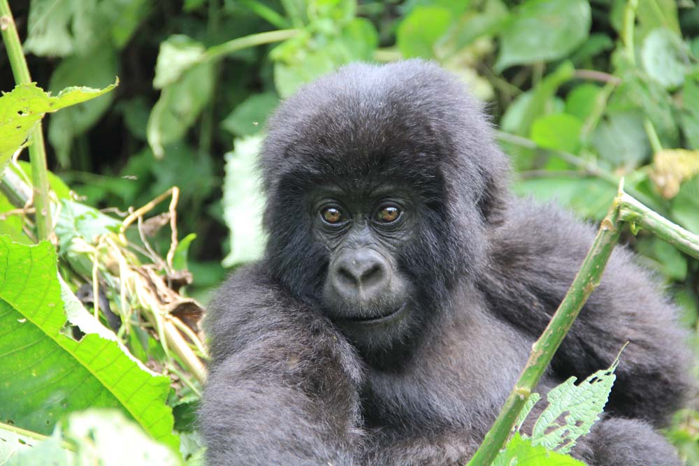 March 2025 – Gorilla, Democratic Republic of the Congo, by Linda Fox.