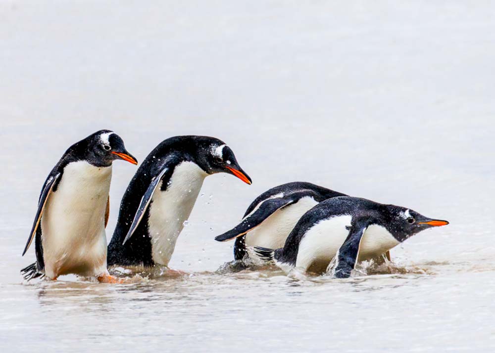 December 2025 – Gentoo Penguins, Falkland Islands, by Tony Rye.