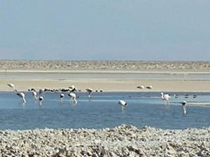 Flamingos on the Salar de Atacama