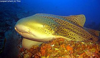 Leopard shark