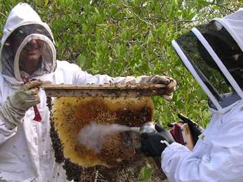 Beekeepers